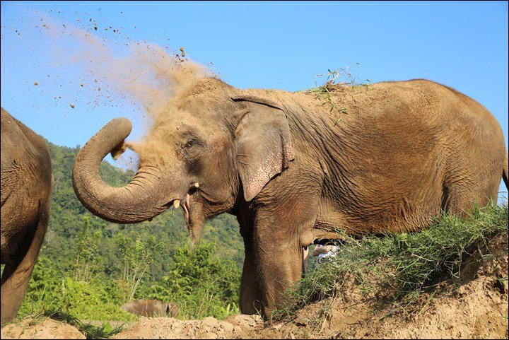 A Painful Tribute to a Graceful Pachyderm